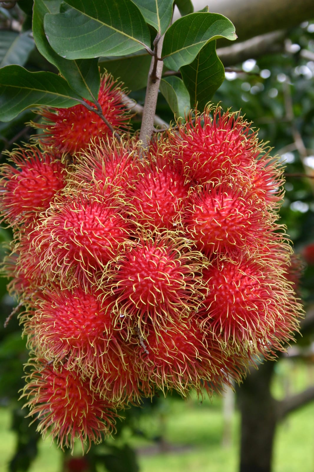 Rambutan Fruit